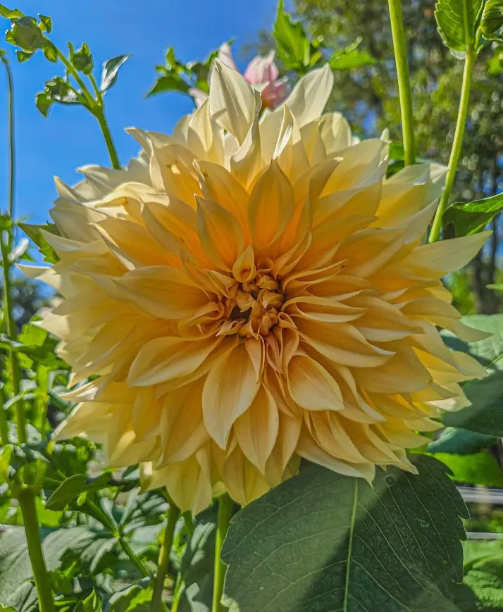 Café au Lait - Dahlia Reference Listing